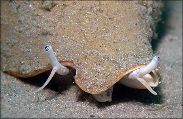 Strombus pugilis Linnaeus, 1758 West Indian Fighting Conch