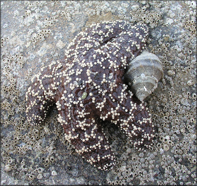 Nucella lamellosa (Gmelin, 1791) Frilled Dogwinkle