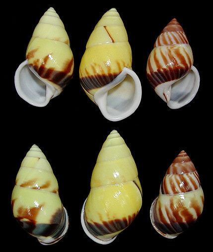 Amphidromus perversus rufocinctus Fruhstorfer, 1905. Bawean Island, Indonesia. Dorsal and ventral views.