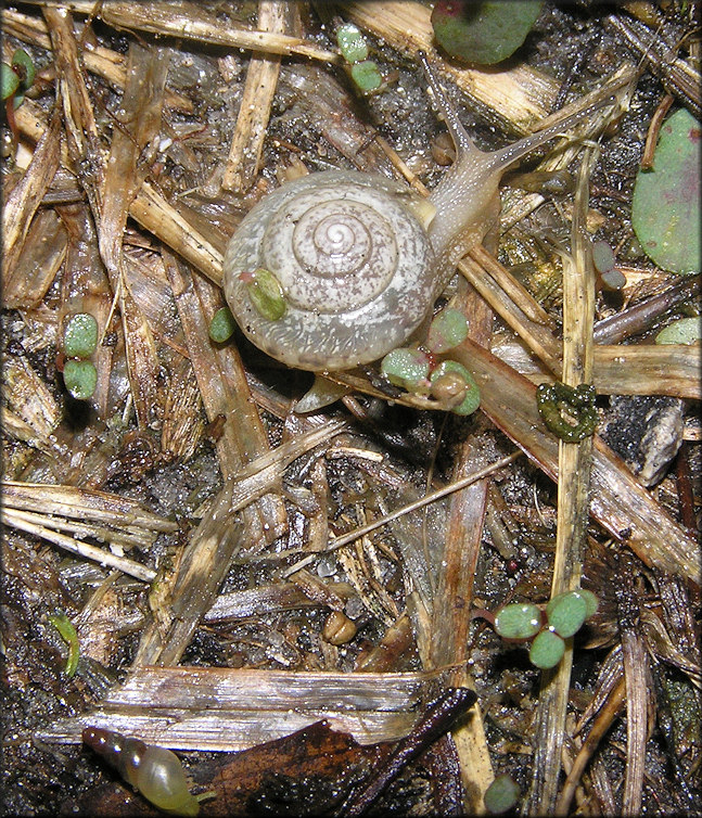 Bradybaena similaris (Frussac, 1821)