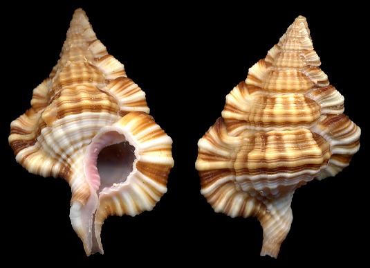 Gyrineum longicaudatum Beu, 1998