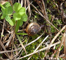 Praticolella mobiliana (I. Lea, 1841) Choctaw Scrubsnail In Situ