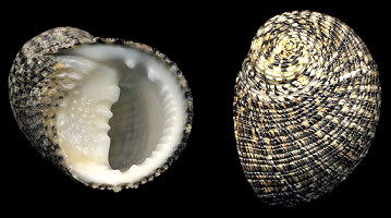 Nerita fulgurans Gmelin, 1791 Antillean Nerite