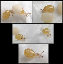 Two Euglandina rosea (Férussac, 1821) Juveniles Only Moments After Hatching