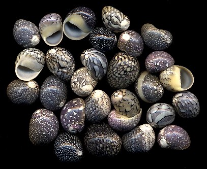 Vitta virginea (Linnaeus, 1758) Virgin Nerite