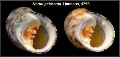 Nerita peloronta Linnaeus, 1758