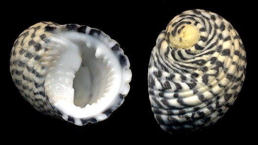 Nerita tessellata Gmelin, 1791Checkered Nerite