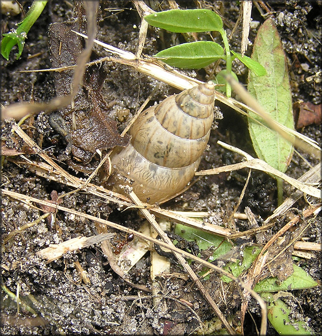 Bulimulus sporadicus (d’Orbigny, 1835) In Situ Depositing Eggs