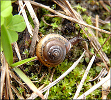 Praticolella mobiliana (I. Lea, 1841) Choctaw Scrubsnail In Situ