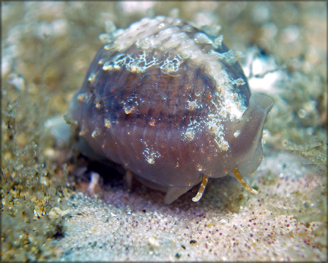 Pusula pediculus (Linnaeus, 1758) Coffeebean Trivia In Situ