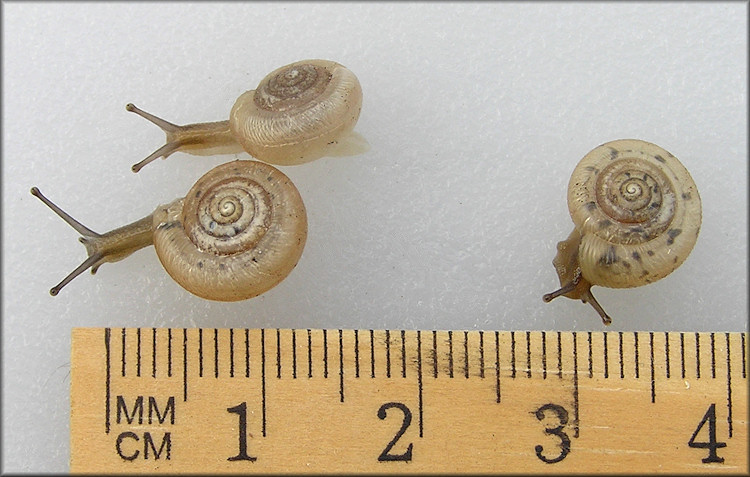 Live Daedalochila auriculata (Say, 1818) Juveniles From Old Middleburg Road (6/30/2012)