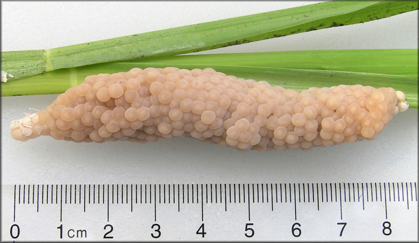 Fresh Pomacea diffusa Egg Clutch Found In Ditch Adjacent To St. Johns Industrial Parkway 8/10/2012