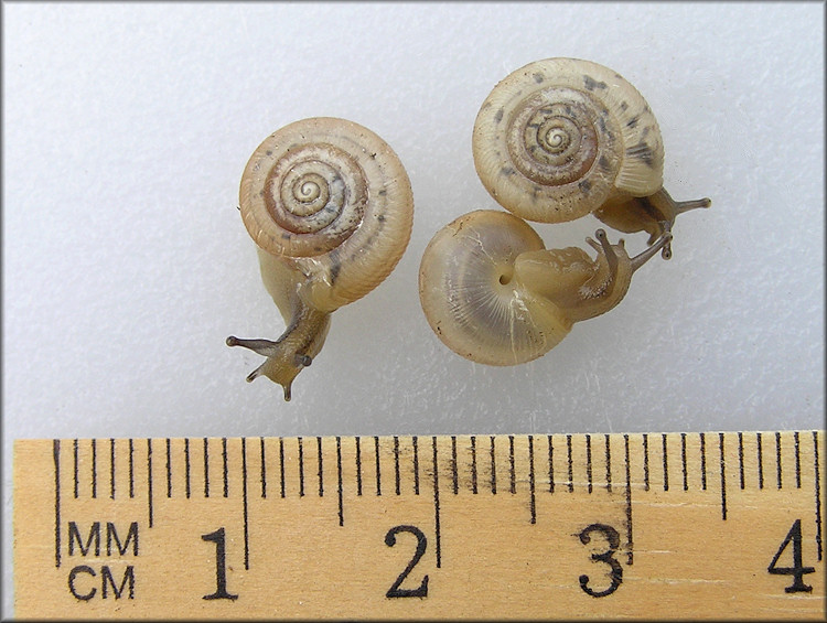 Live Daedalochila auriculata (Say, 1818) Juveniles From Old Middleburg Road (6/30/2012)