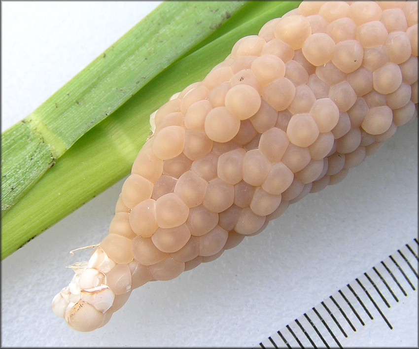 Fresh Pomacea diffusa Egg Clutch Found In Ditch Adjacent To St. Johns Industrial Parkway 8/10/2012