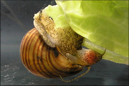 Juvenile Pomacea maculata specimen (about 10 mm. in length) feeding on iceberg lettuce (10/18/2005)