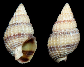 Ilynanassa trivittata (Say, 1822) Threeline Mudsnail