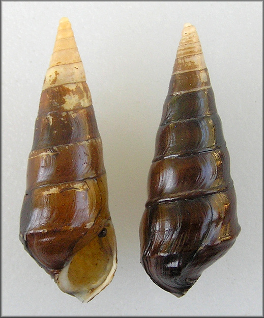 Pleurocera canaliculata (Say, 1821) Silty Hornsnail