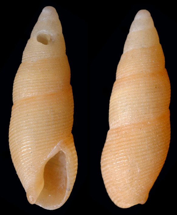 Aesopus stearnsii (Tryon, 1883) Stearns’ Dovesnail