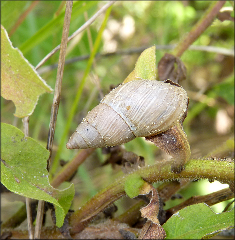 Bulimulus sporadicus (d’Orbigny, 1835) In Situ