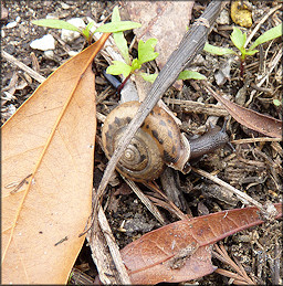 Daedalochila auriculata (Say, 1818) Ocala Liptooth From Levy County, Florida