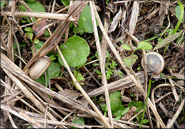 Daedalochila auriculata From Levy County, Florida