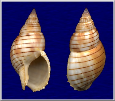 Nassarius glans (Linnaeus, 1758)