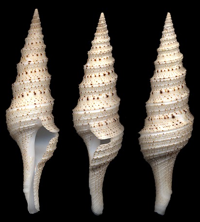 Lophiotoma acuta (G. Perry, 1811)