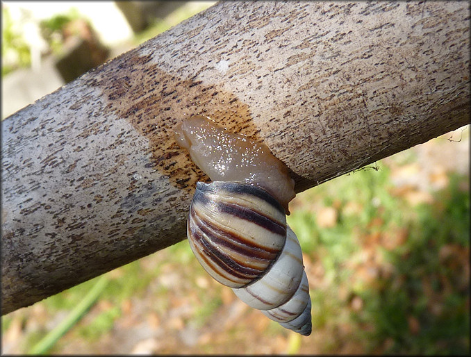 Drymaeus multilineatus (Say, 1825) Lined Tree Snail