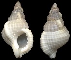 Sassia eburnea (Reeve, 1844)