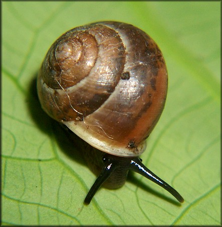 Helicina (Olygyra) orbiculata (Say, 1818) Globular Drop