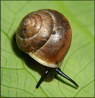 Helicina (Olygyra) orbiculata (Say, 1818) Globular Drop