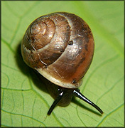 Helicina (Olygyra) orbiculata (Say, 1818) Globular Drop