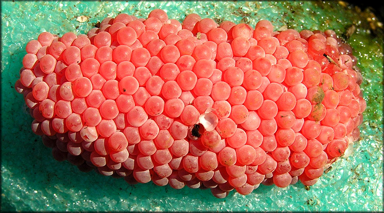 Pomacea canaliculata Egg Clutch