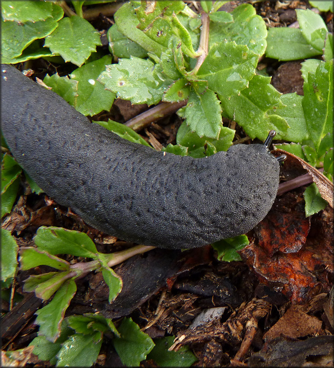 Belocaulus angustipes (Heynemann, 1885) Black-velvet Leatherleaf