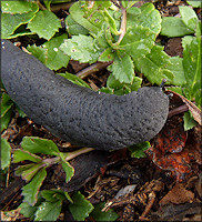 Belocaulus angustipes (Heynemann, 1885) Black-velvet Leatherleaf