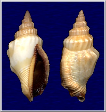 Canarium erythrinum (Dillwyn, 1817)