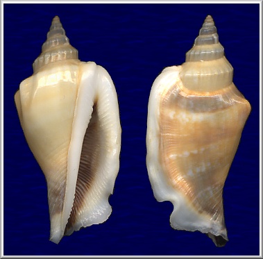 Canarium urceus incisum (Wood, 1828)