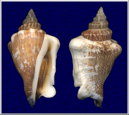 Canarium urceus orrae (Abbott, 1960)