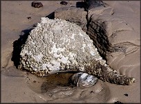 Busycon perversum (Linnaeus, 1758) Feeding On Clam