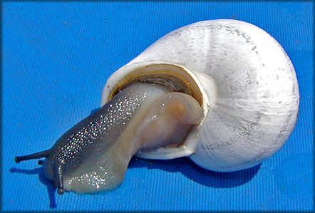 Otala lactea (Müller, 1774) Milk Snail Albino Specimen