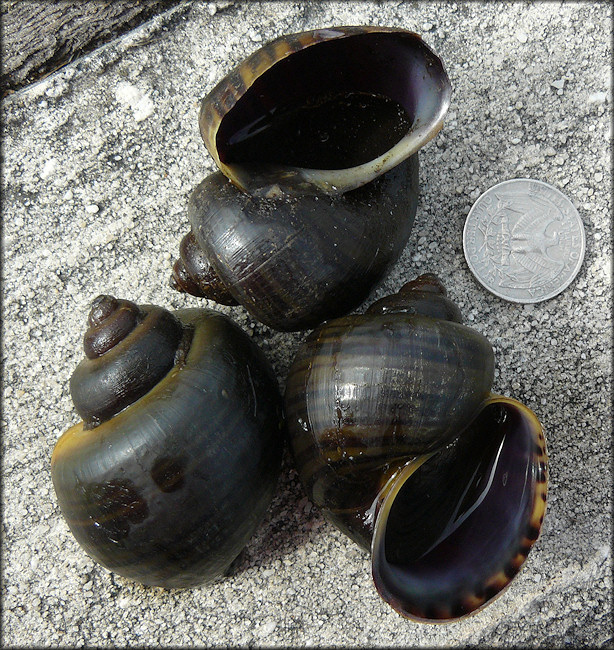 Pomacea diffusa Blume, 1957 Found Near The Kentucky Fried Chicken Resturant