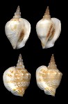 Dolomena sibbaldi (G. B. Sowerby II, 1842)