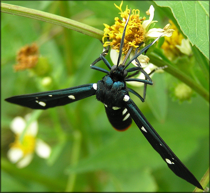 Oleander Moth [Syntomeida epilais]