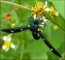 Oleander Moth [Syntomeida epilais]