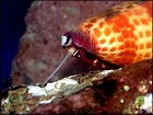 Conus tesselatus (Born, 1778)