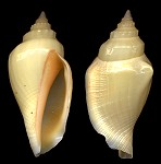 Canarium urceus (Linnaeus, 1758)