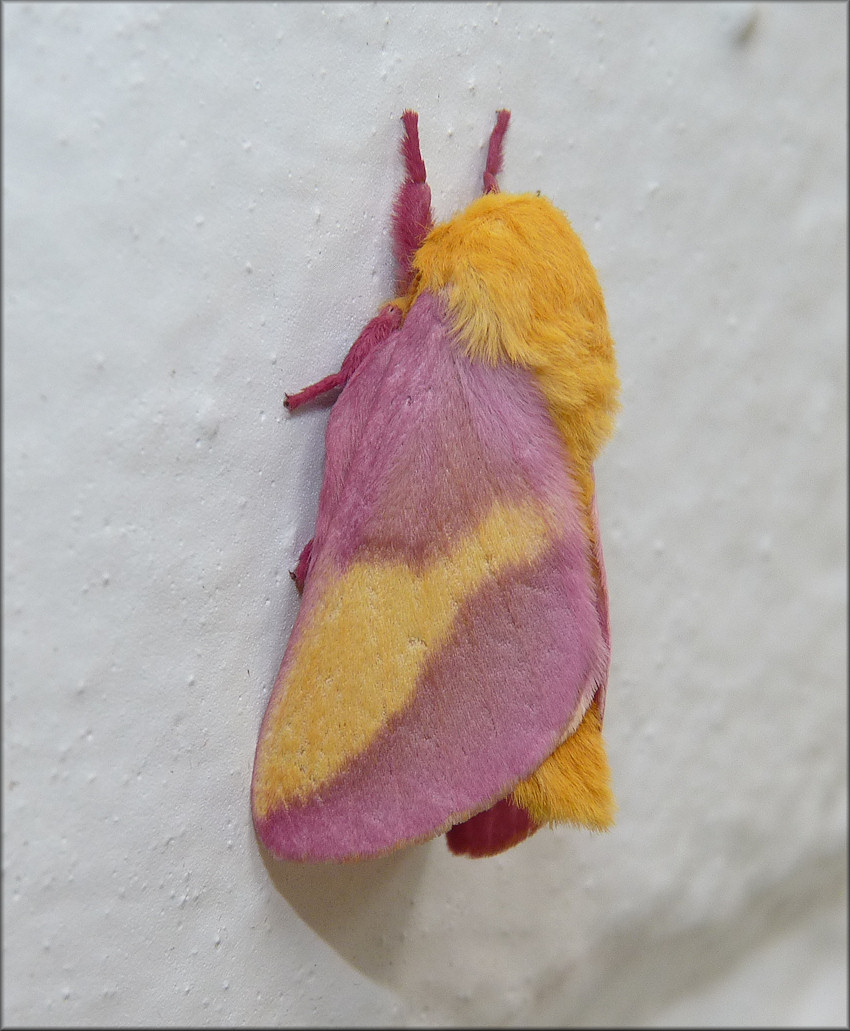 Rosy Maple Moth [Dryocampa rubicunda]