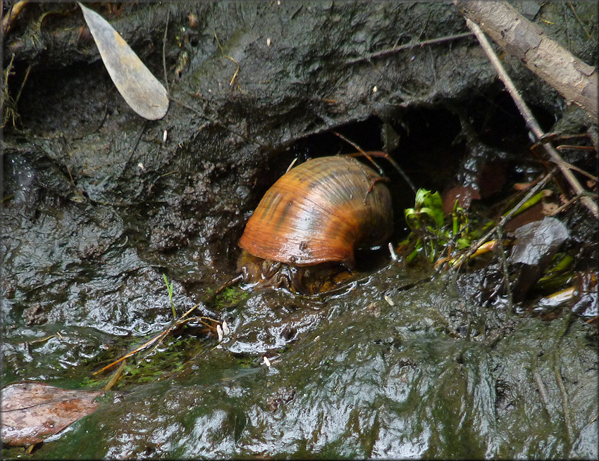 Pomacea maculata found in the small ditch/creek on 6/21/2012 in situ