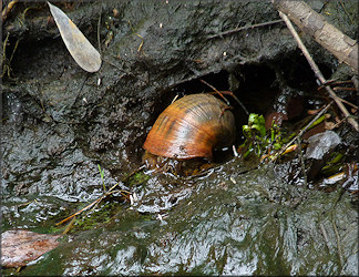 Pomacea maculata found in the small ditch/creek on 6/21/2012 in situ