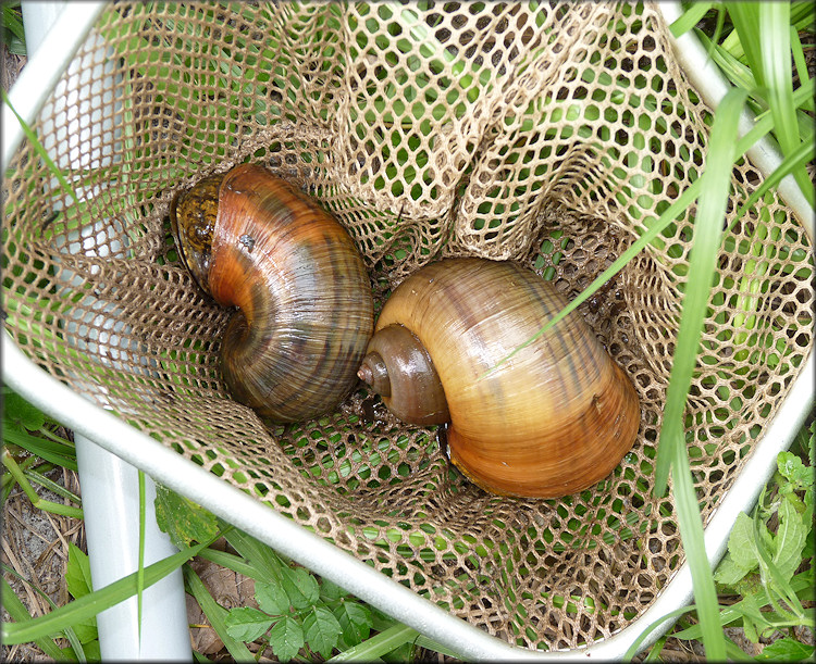 Pomacea maculata found in the small ditch/creek on 6/21/2012